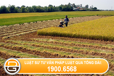 Cho-thue-lai-dat-duoc-giao-su-dung-trong-lua