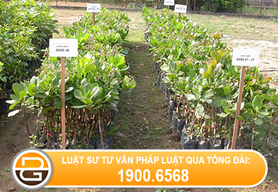 Dieu-kien-doi-voi-co-so-uom-tao-cong-nghe-cao.