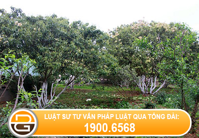 Giai-quyet-tranh-chap-dat-dai-khi-mot-ben-mac-benh-tam-than.