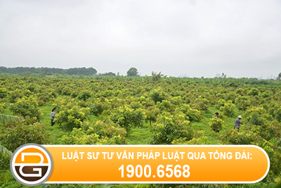 chua-het-thoi-han-thue-co-duoc-lay-lai-tai-san-cho-thue