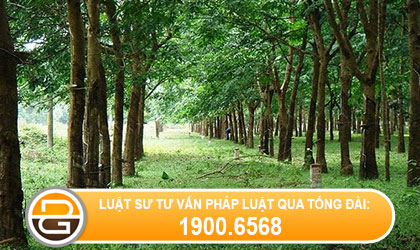 hoan-von-vay-doi-voi-dat-rung