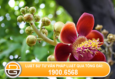 luat-su-tu-van-ve-quyen-so-huu-hoa-loi%281%29