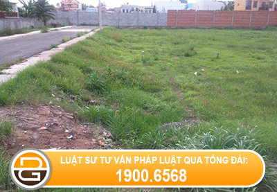 mua-ban-dat-trong-cay-lau-nam%282%29