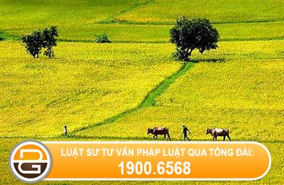 thu-tuc-chuyen-muc-dich-su-dung-dat-trong-lua-sang-dat-vuon-ao