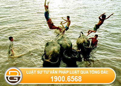 trau-pha-ruong-tre-chan-trau-co-phai-boi-thuong