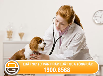 trinh-tu-thu-tuc-cap-giay-chung-nhan-hanh-nghe-thu-y