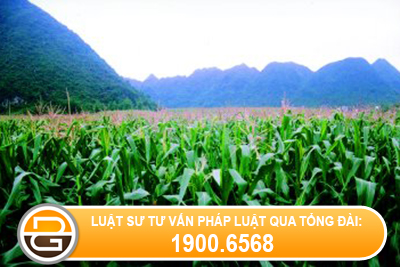 tu-van-thoi-han-ra-quyet-dinh-xu-phat-vi-pham-hanh-chinh 