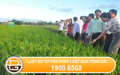 uu-dai-khuyen-nong-tai-dien-bien