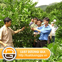 uu-dai-khuyen-nong-tai-dien-bien
