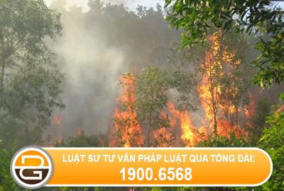 xu-ly-nguoi-co-hanh-vi-dot-rung-trai-phep